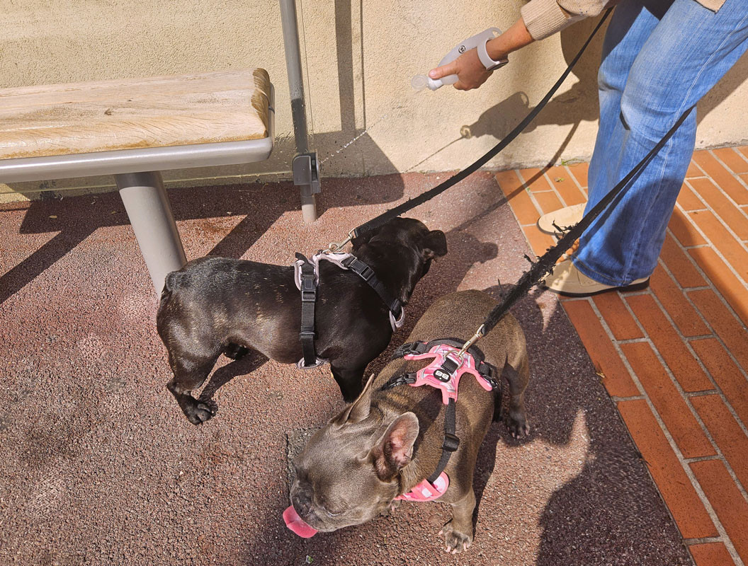 Nettoyage avec rince urine pour deux chiens